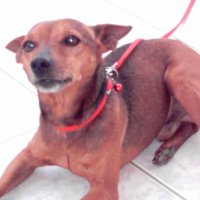 Photo #202597 de Pato