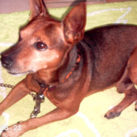 Photo #202598 de Pato