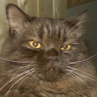 Photo #202600 de Diazz