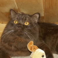 Photo #202601 de Diazz