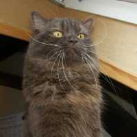 Photo #202602 de Diazz