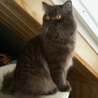 Photo #202603 de Diazz