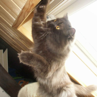 Photo #202605 de Diazz