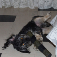 Photo #202612 de Alvin