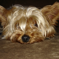 Photo #202614 de Shelly