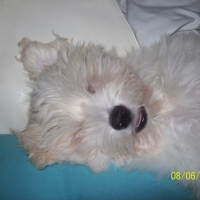 Photo #202633 de Elliot