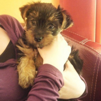 Photo #202660 de Dixie