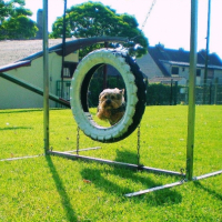 Photo #202663 de Dixie