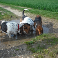 Photo #202677 de   pepita