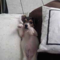 Photo #202687 de Diesel