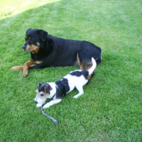 Photo #202689 de Diesel