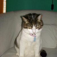 Photo #202703 de Cookie