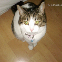 Photo #202705 de Cookie