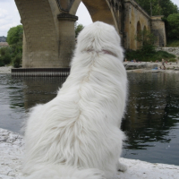 Photo #202735 de Artichaut