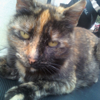 Photo #202830 de Titi
