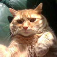 Photo #202832 de Vasco