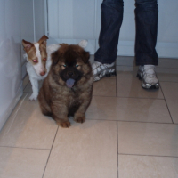 Photo #202839 de Benji