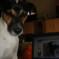 Photo #202840 de Gibbs