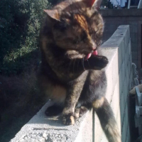 Photo #202843 de Titi