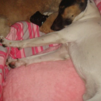 Photo #202849 de Gibbs