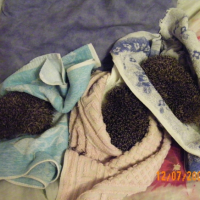Photo #202872 de Gétro