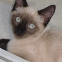 Photo #202881 de Champion
