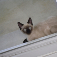 Photo #202888 de Champion