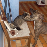 calin avec China