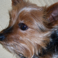 Photo #202964 de Prisca
