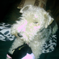 Photo #202992 de Teddy