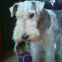 Photo #202995 de Teddy