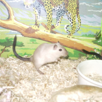 Photo #203017 de Saphira