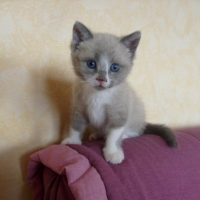 Photo #203069 de Kira