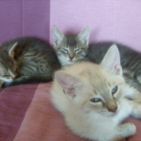 Photo #203094 de Isis