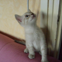 Photo #203099 de Isis