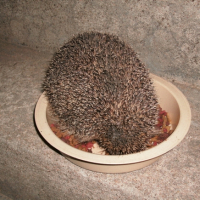 Photo #203116 de Croquette