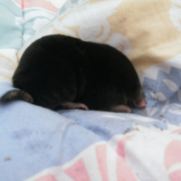 Photo #203120 de Croquette