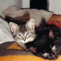 Photo #203131 de Cahouete