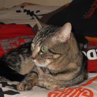 Photo #203140 de Cahouete