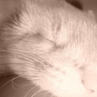 Photo #203146 de Bubule 