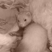 Photo #203152 de Bubule 