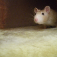Photo #203206 de Stuart