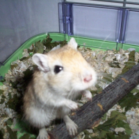 Photo #203208 de Filou