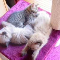 Photo #203219 de Leo