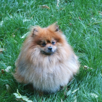 Photo #203222 de Tayson