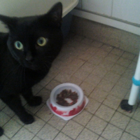 Photo #203250 de Boogy