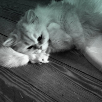 Photo #203288 de Neo