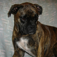 Photo #203300 de Xenna