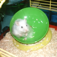 Photo #203330 de Pompom