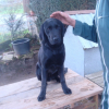 mon chien et son maitre mon grand-pere